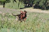 DOBERMANN 029